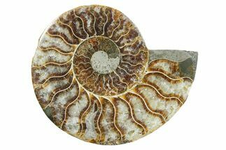 Cut & Polished Ammonite Fossil (Half) - Madagascar #354171