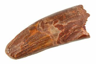 Fossil Spinosaurus Tooth - Feeding Worn Tip #354728