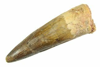 Fossil Spinosaurus Tooth - Real Dinosaur Tooth #354740
