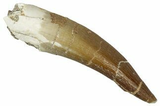 Fossil Plesiosaur (Zarafasaura) Tooth - Morocco #354688