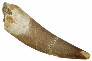 Fossil Plesiosaur (Zarafasaura) Tooth - Morocco #354705