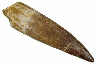 Fossil Plesiosaur (Zarafasaura) Tooth - Morocco #354706