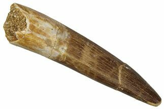 Fossil Plesiosaur (Zarafasaura) Tooth - Morocco #354710
