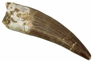 Fossil Plesiosaur (Zarafasaura) Tooth - Morocco #354711