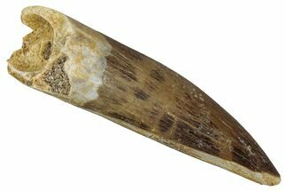 Fossil Plesiosaur (Zarafasaura) Tooth - Morocco #354712