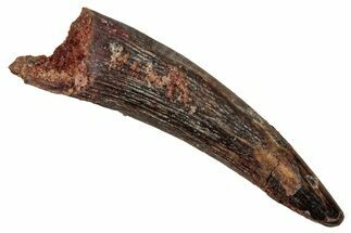 Fossil Pterosaur (Siroccopteryx) Tooth - Morocco #354852