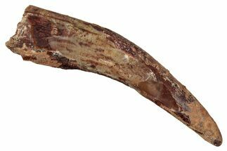 Fossil Pterosaur (Siroccopteryx) Tooth - Morocco #354865