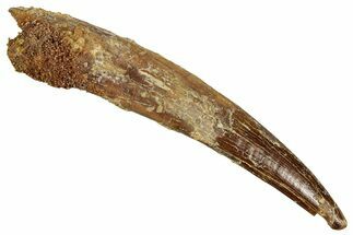 Huge, Fossil Pterosaur (Siroccopteryx) Tooth - Morocco #354874