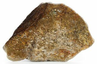 Polished Golden Amphibolite Slab - Western Australia #354906