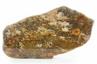 Polished Golden Amphibolite Section - Western Australia #354920