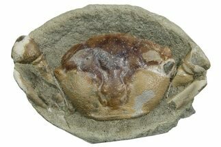 Eocene Fossil Crab (Pulalius) - Washington State #354977