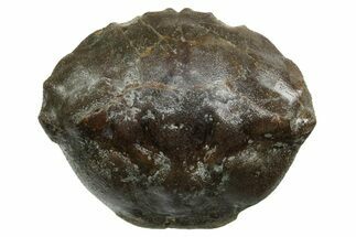 Eocene Fossil Crab (Pulalius) Carapace - Washington State #354980