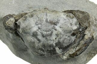 Eocene Fossil Crab (Pulalius) - Washington State #354983