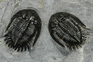 Two Beautiful Mrakibina Trilobites - Mrakib, Morocco #354447