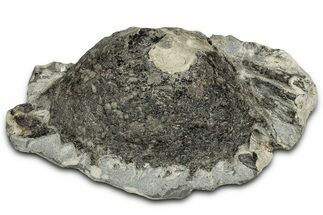 Eocene Fossil Crab (Meandercampus) - Washington State #355021