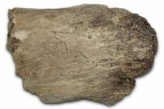 Fossil Ornithischian Dinosaur Bone Section - Montana #355095