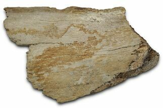 Fossil Ornithischian Dinosaur Bone Section - Montana #355102