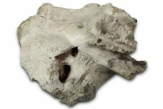 Fossil Ornithischian Dinosaur Skull Section - Montana #355124
