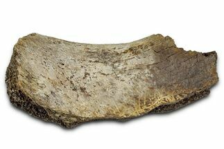 Fossil Ornithischian Dinosaur Bone Section - Montana #355144