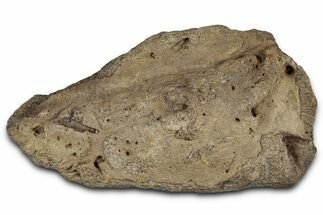 Dinosaur (Triceratops) Frill Shield Section - Montana #355178