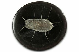 Polished Fish Coprolite (Fossil Poo) Nodule Half - Scotland #355205