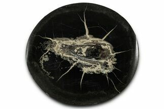 Polished Fish Coprolite (Fossil Poo) Nodule Half - Scotland #355215