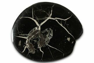 Polished Fish Coprolite (Fossil Poo) Nodule Half - Scotland #355222