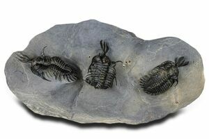 Ball Of Three Flexicalymene Trilobite Fossils - Mt. Orab, Ohio