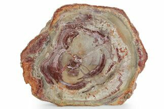 Polished Petrified Wood (Araucaria) Round - Madagascar #355311