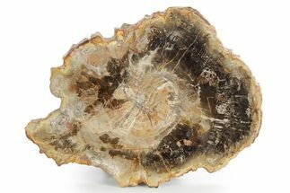 Polished Petrified Wood (Araucaria) Round - Madagascar #355316