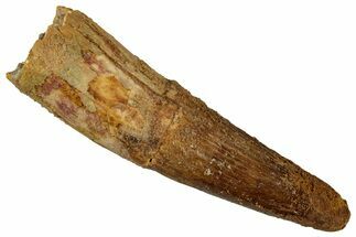 Fossil Spinosaurus Tooth - Real Dinosaur Tooth #354779
