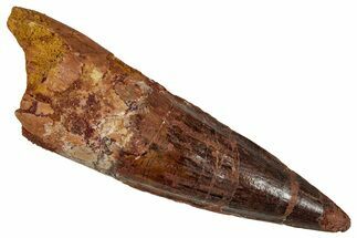 Fossil Spinosaurus Tooth - Real Dinosaur Tooth #354786