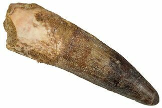 Fossil Spinosaurus Tooth - Real Dinosaur Tooth #354791