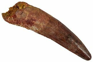 Fossil Spinosaurus Tooth - Real Dinosaur Tooth #354794