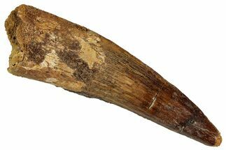 Fossil Spinosaurus Tooth - Real Dinosaur Tooth #354803