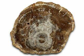 Polished Petrified Wood (Araucaria) Round - Madagascar #355324