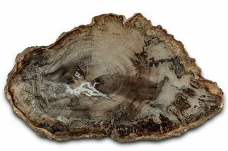 Polished Petrified Wood (Araucaria) Round - Madagascar #355327