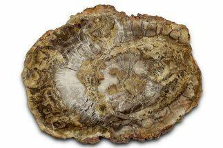 Polished Petrified Wood (Araucaria) Round - Madagascar #355333