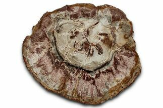 Polished Petrified Wood (Araucaria) Round - Madagascar #355334