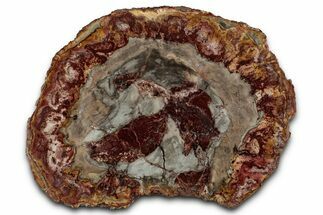 Beautiful Petrified Wood (Araucaria) Slab - Madagascar #355337