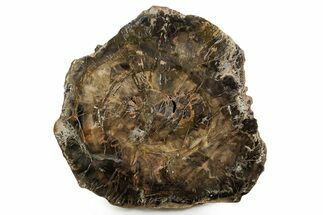 Polished Petrified Wood (Araucaria) Round - Madagascar #355355