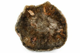 Polished Petrified Wood (Araucaria) Round - Madagascar #355356