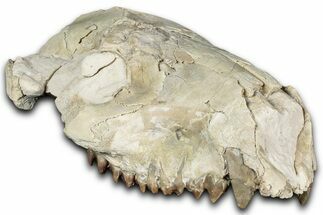 Partial Oreodont (Merycoidodon) Upper Skull - South Dakota #355530
