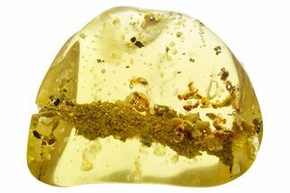 Polished Colombian Copal ( g) - Contains Termites & Beetles! #355373