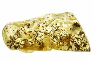 Polished Colombian Copal ( g) - Contains Beetles! #355409