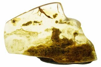 Polished Colombian Copal ( g) - Contains Dermaptera! #355423