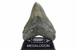 Serrated, Fossil Megalodon Tooth - North Carolina #355701