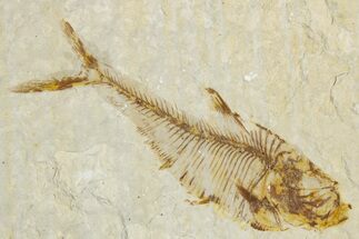 Bargain, Fossil Fish (Diplomystus) - Wyoming #355597