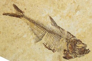 Detailed Fossil Fish (Diplomystus) - Wyoming #355602