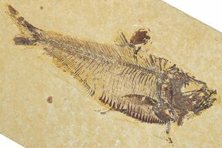 Detailed Fossil Fish (Diplomystus) - Wyoming #355609